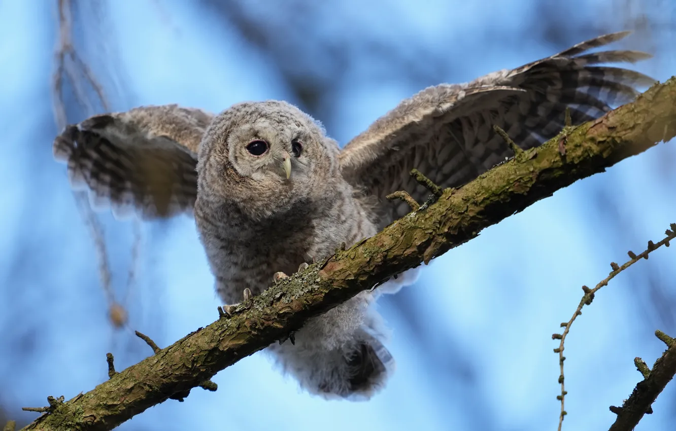 Photo wallpaper trees, branches, nature, owl, bird, owlet, wingspan