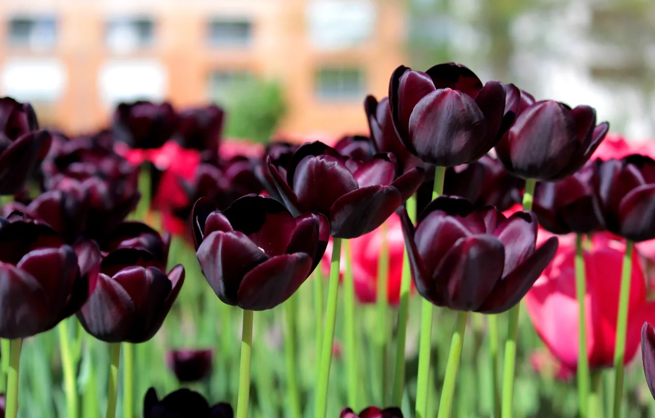 Photo wallpaper Spring, Tulips, Spring, Dark tulips