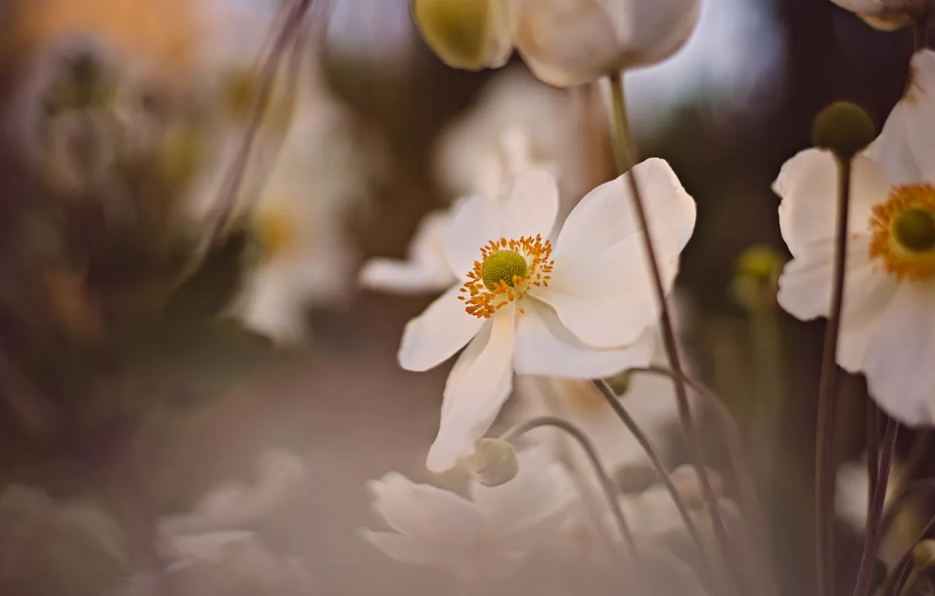 Photo wallpaper macro, flowers, blur, spring, white, blur, bokeh, anemones