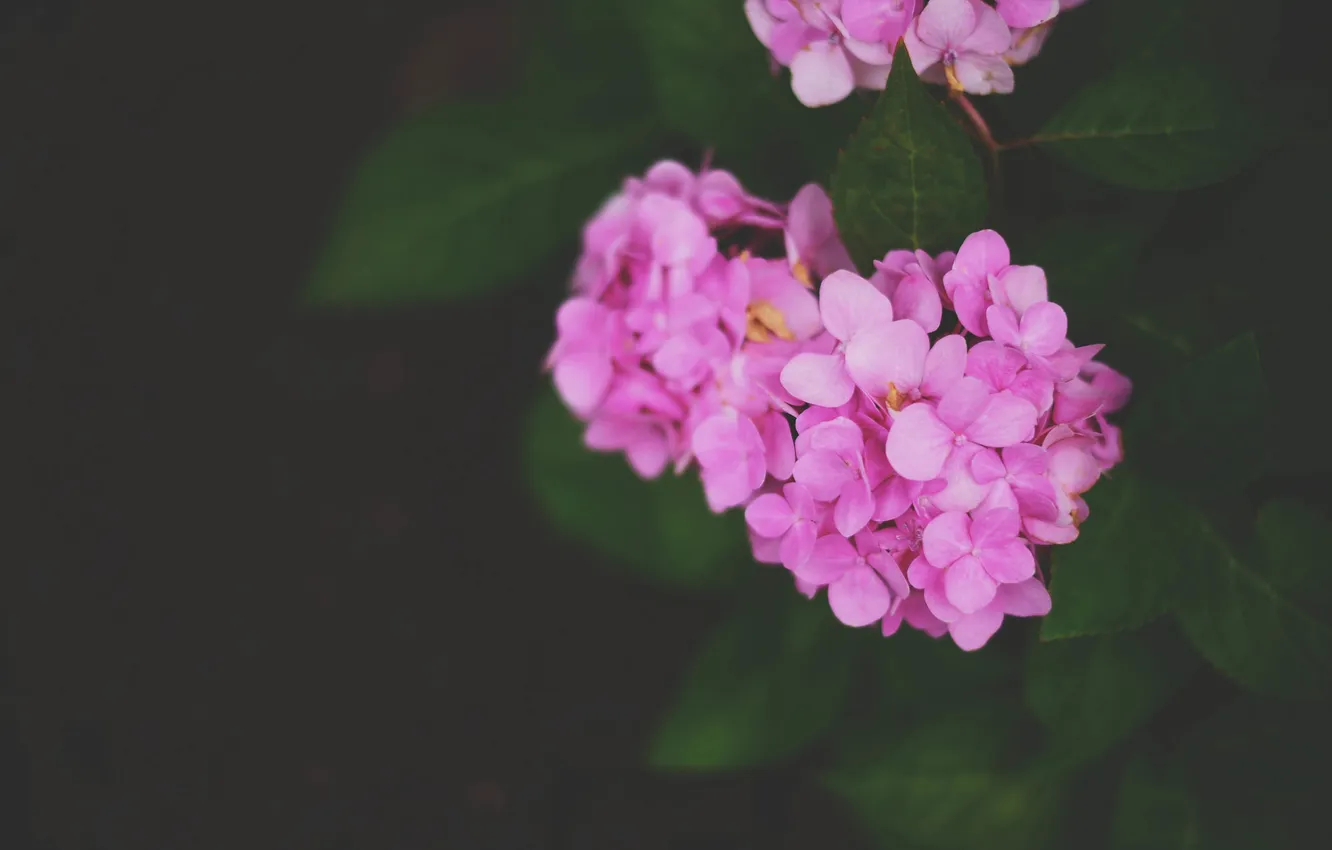 Photo wallpaper flowers, petals, pink