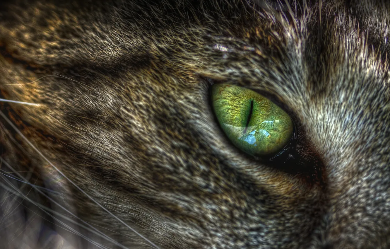 Photo wallpaper cat, macro, eyes, green, cat