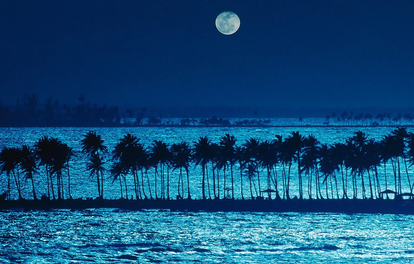 Photo wallpaper sea, beach, night, palm trees