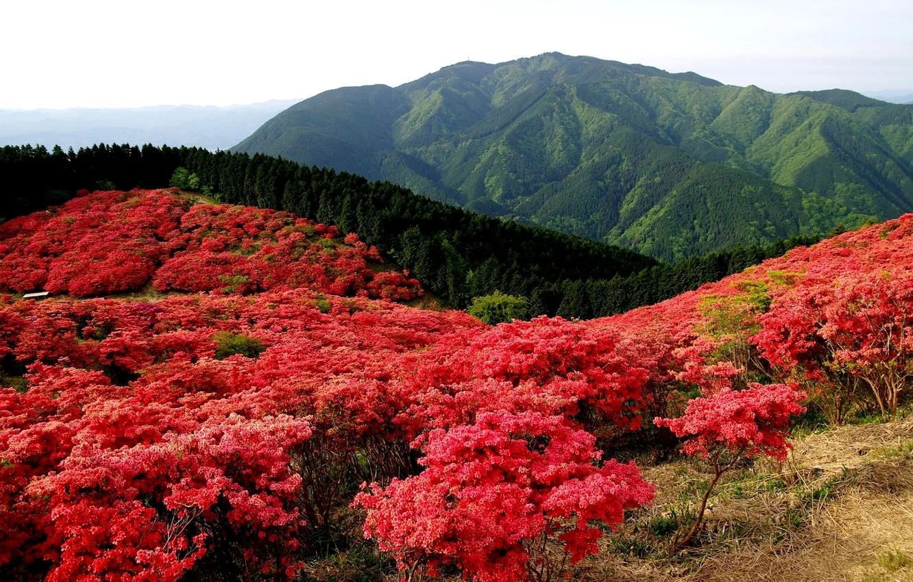 Photo wallpaper field, forest, landscape, flowers, mountains, red, nature, blooms