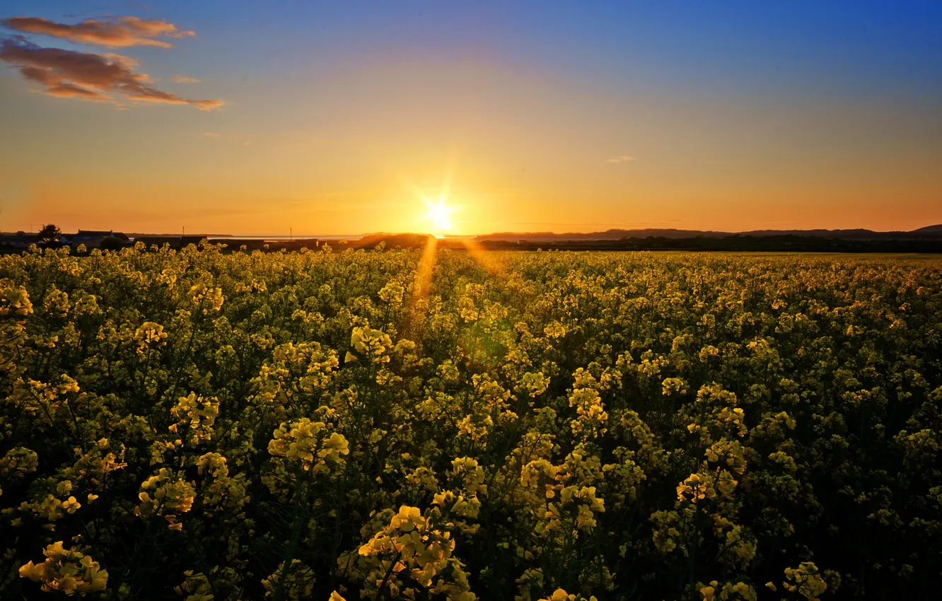 Photo wallpaper field, the sky, the sun, sunset, flowers, nature, photo, dawn