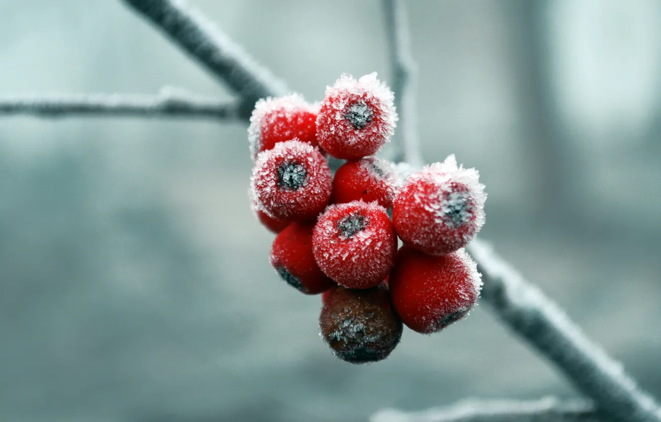 Photo wallpaper cold, winter, snow, berries, Rowan