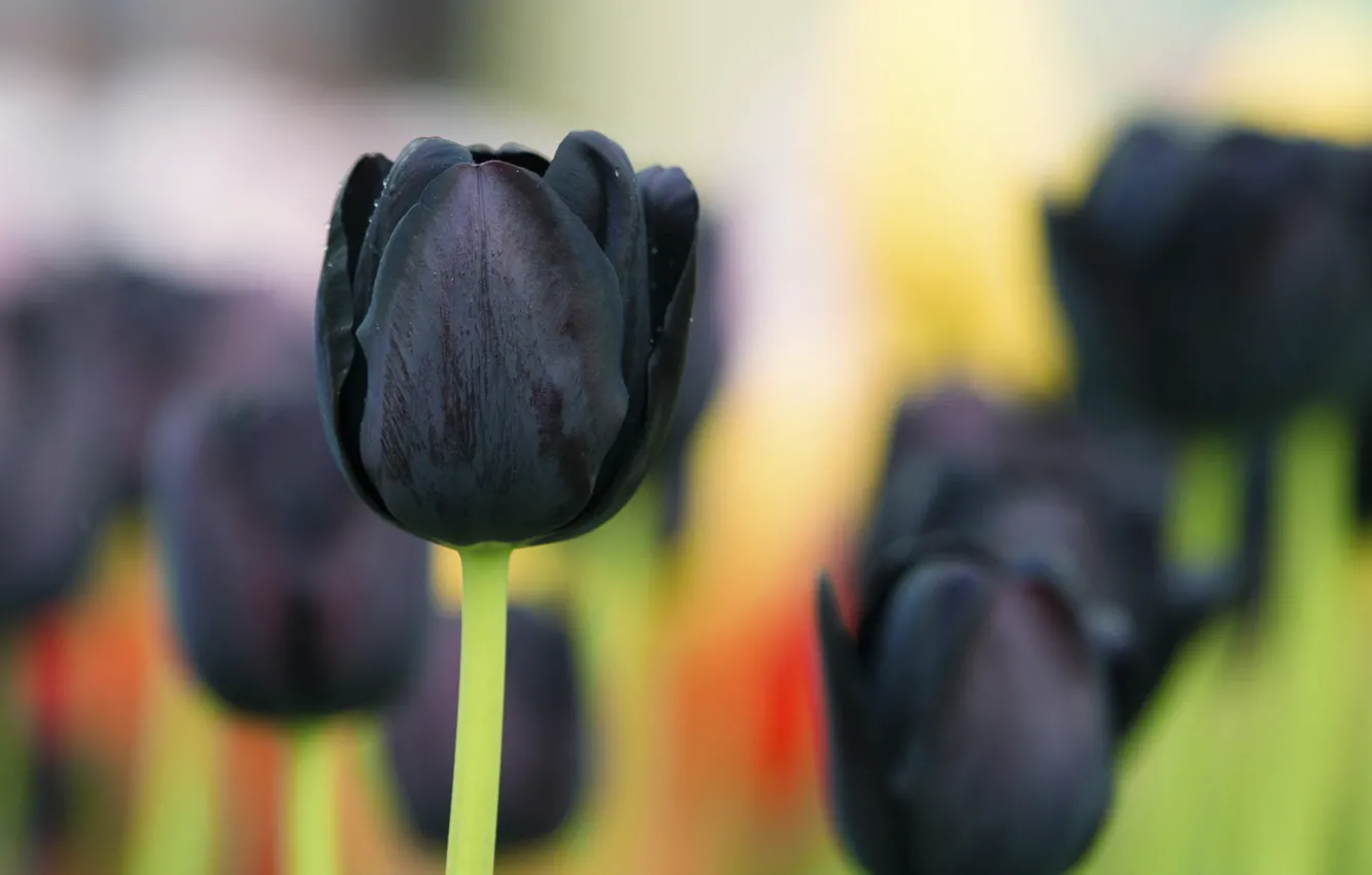 Photo wallpaper macro, background, black Tulip