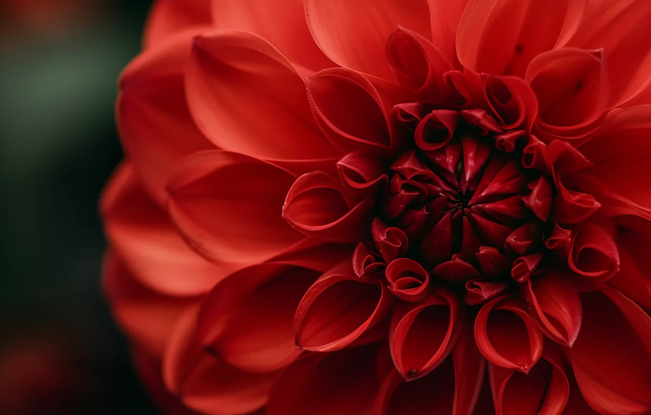 Photo wallpaper macro, flowers, red, petals, dahlias, AI art, neural network