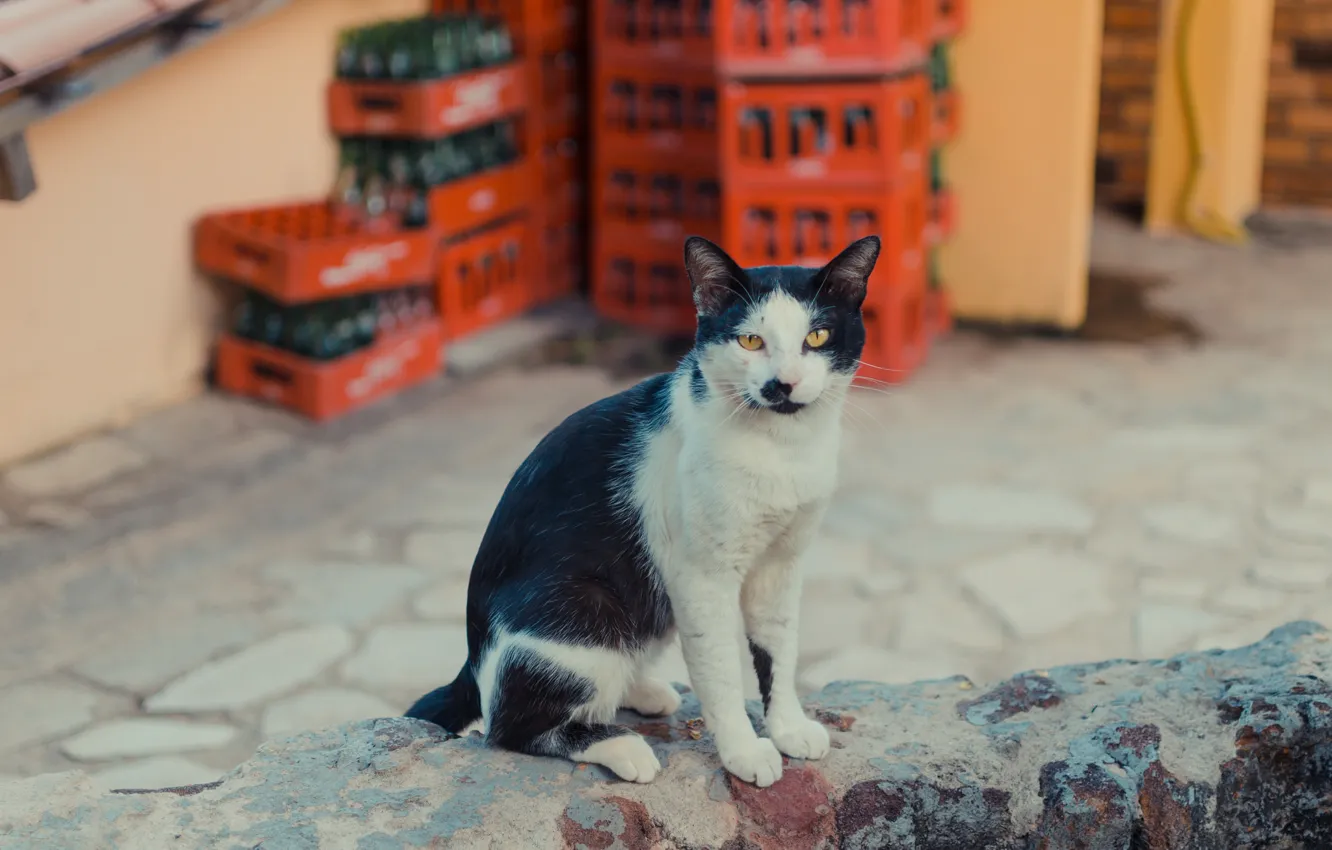 Photo wallpaper cat, wall, soda
