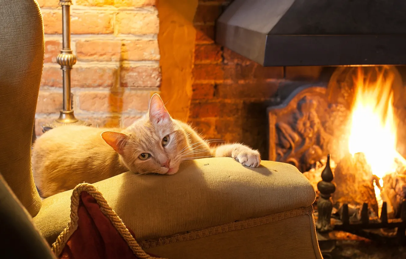 Photo wallpaper cat, look, fireplace