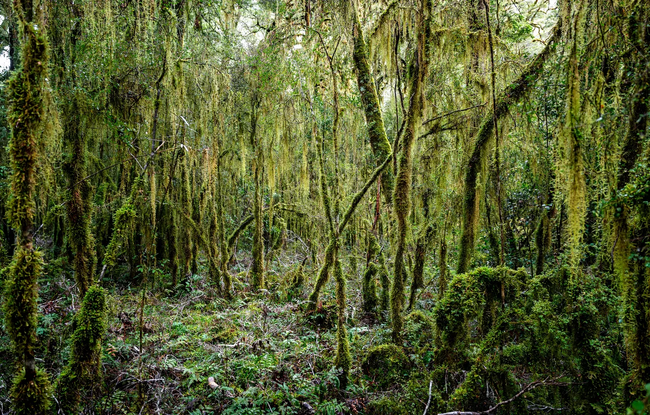 Photo wallpaper forest, trees, green wall
