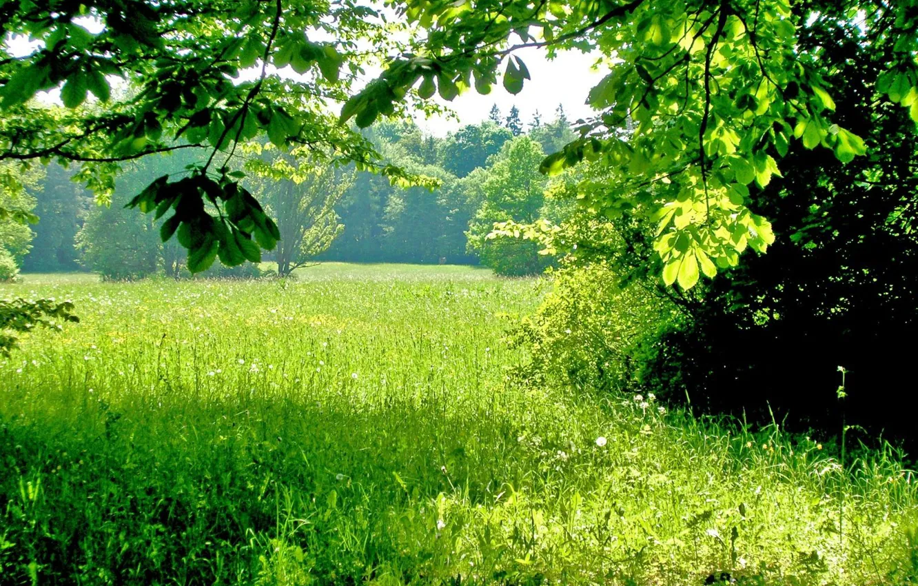 Photo wallpaper greens, summer, grass, trees, shadows, Sunny day