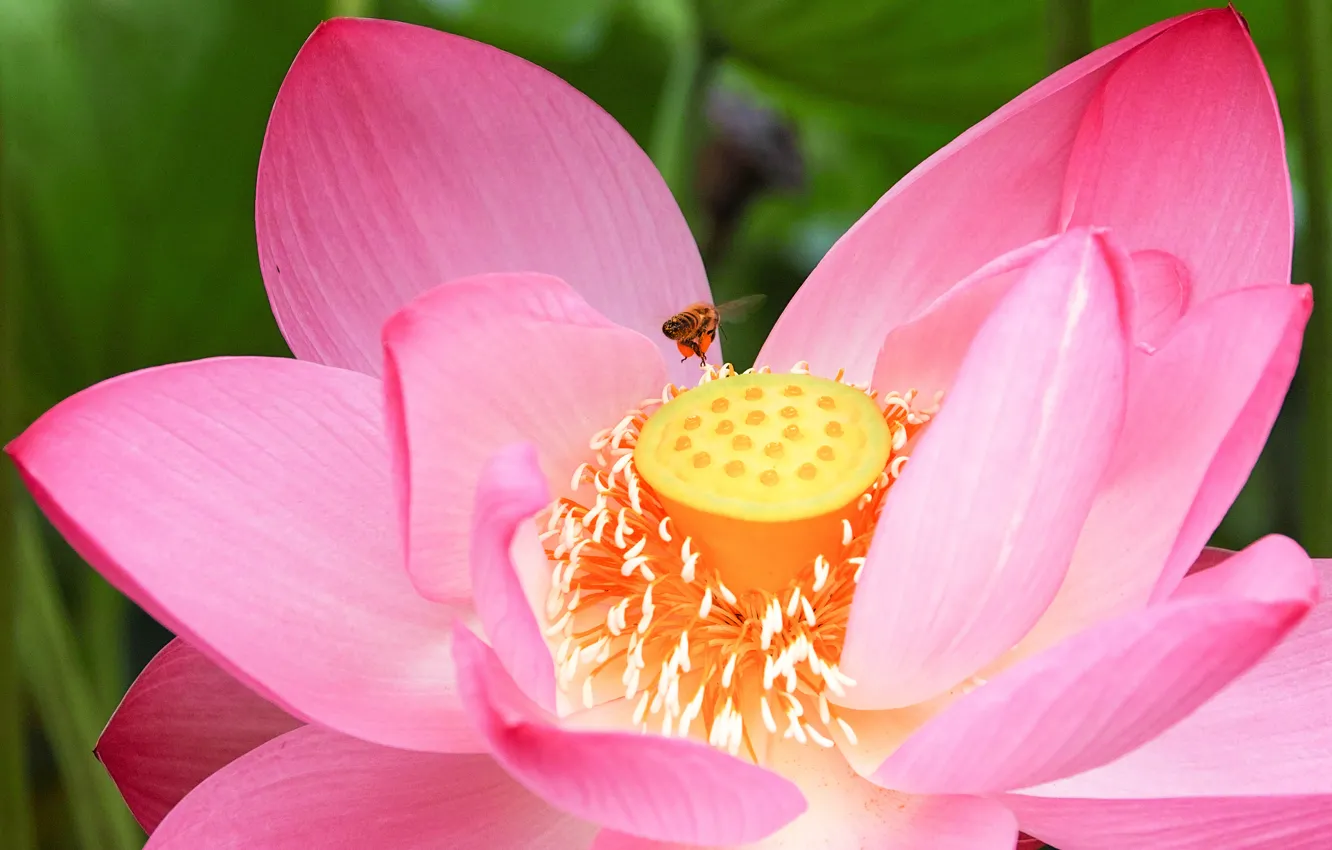 Photo wallpaper macro, flowers, bee, petals, Lotus