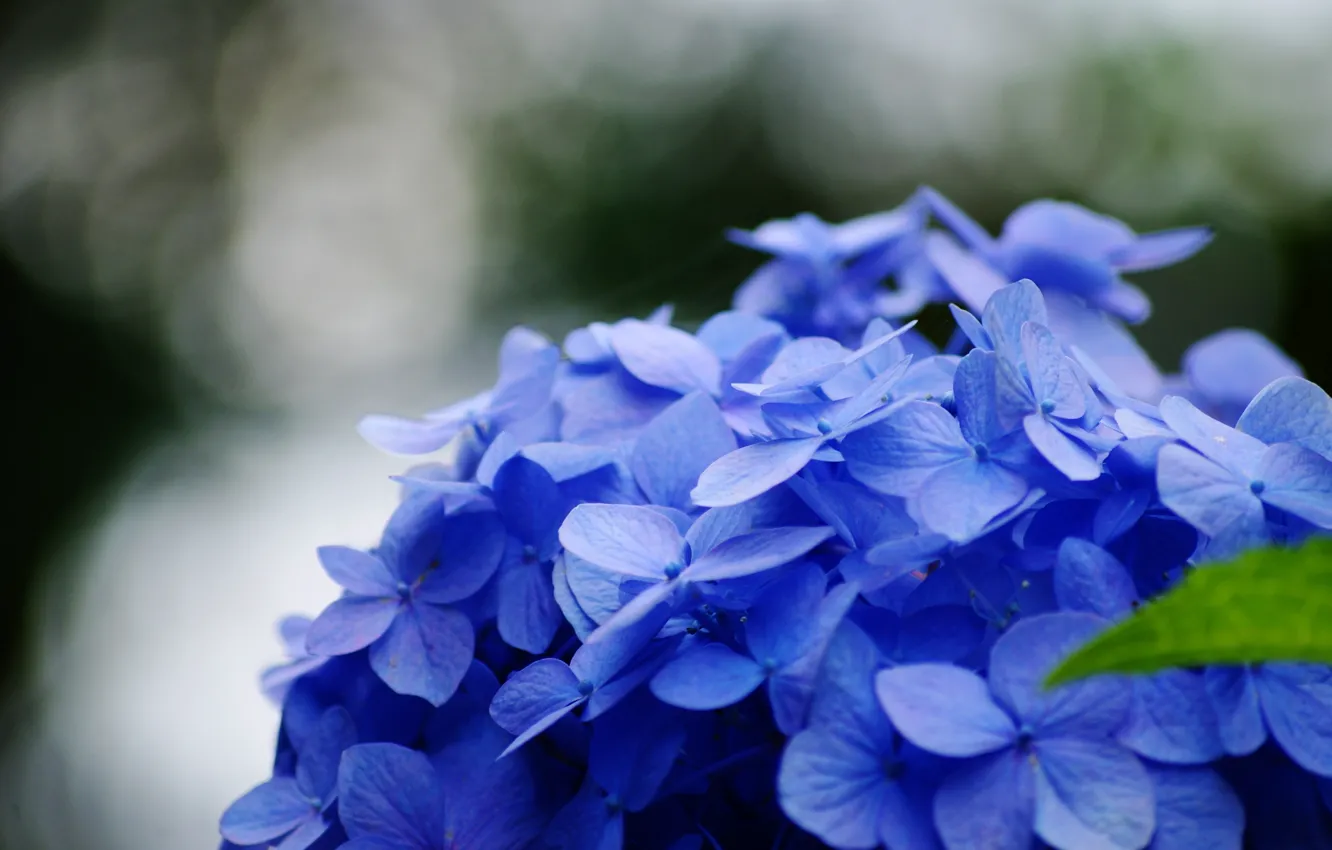 Photo wallpaper flower, macro, flowers, blue, green, background, blue, widescreen