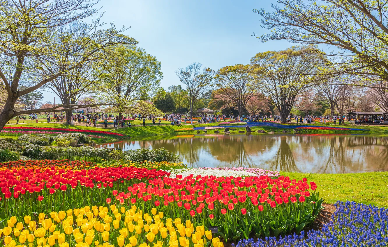 Photo wallpaper Asia, flowerbed, flowers, Park, tulips