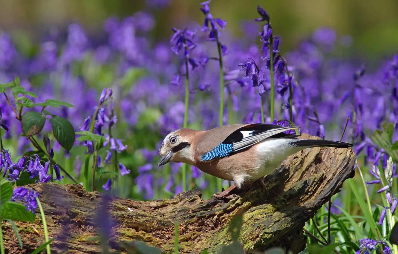 Photo wallpaper look, light, flowers, pose, bird, snag, log, bells
