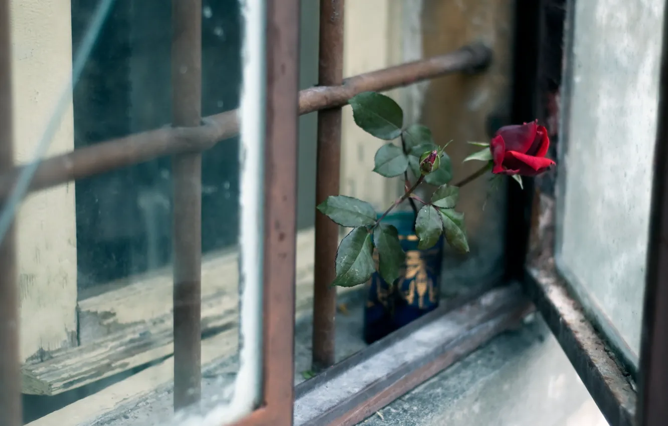 Photo wallpaper flower, rose, window