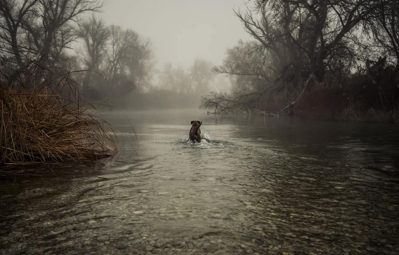 Photo wallpaper trees, fog, lake, dog
