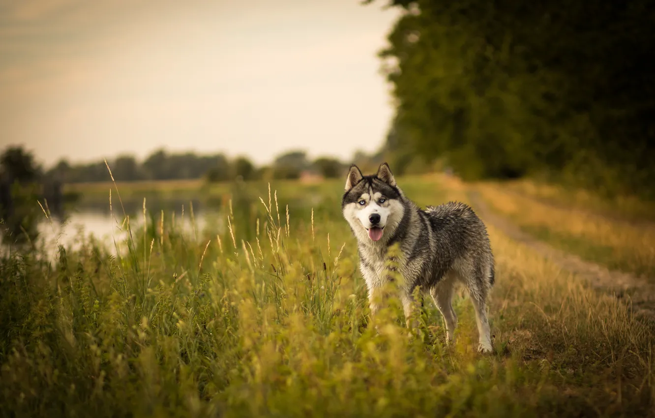 Photo wallpaper road, field, language, summer, grass, look, face, nature