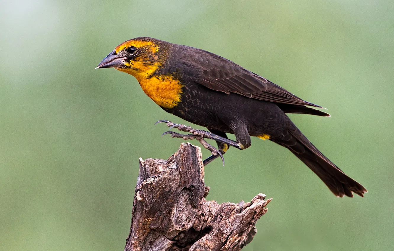 Photo wallpaper bird, beak, tail, the citrine trupial