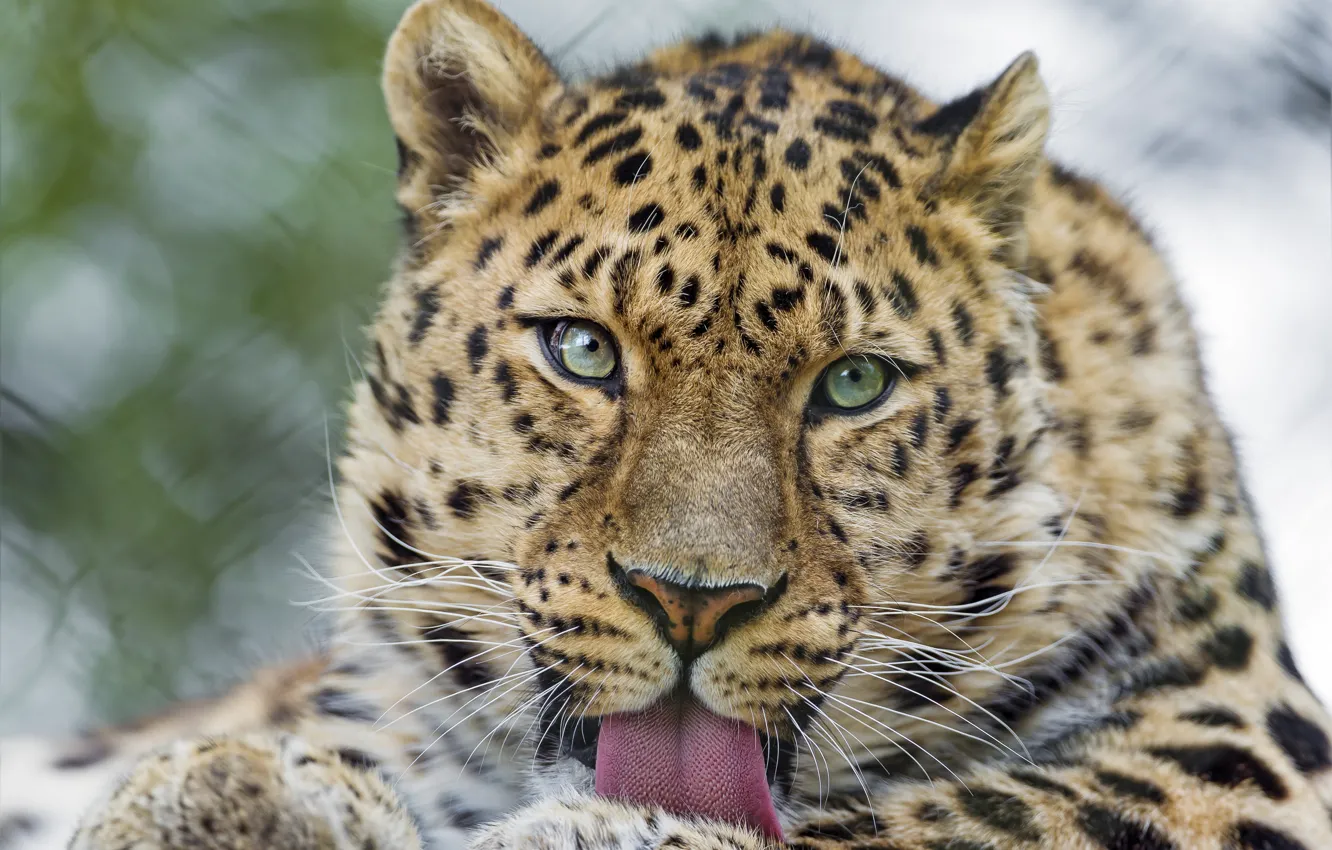 Photo wallpaper language, cat, look, face, the Amur leopard, ©Tambako The Jaguar