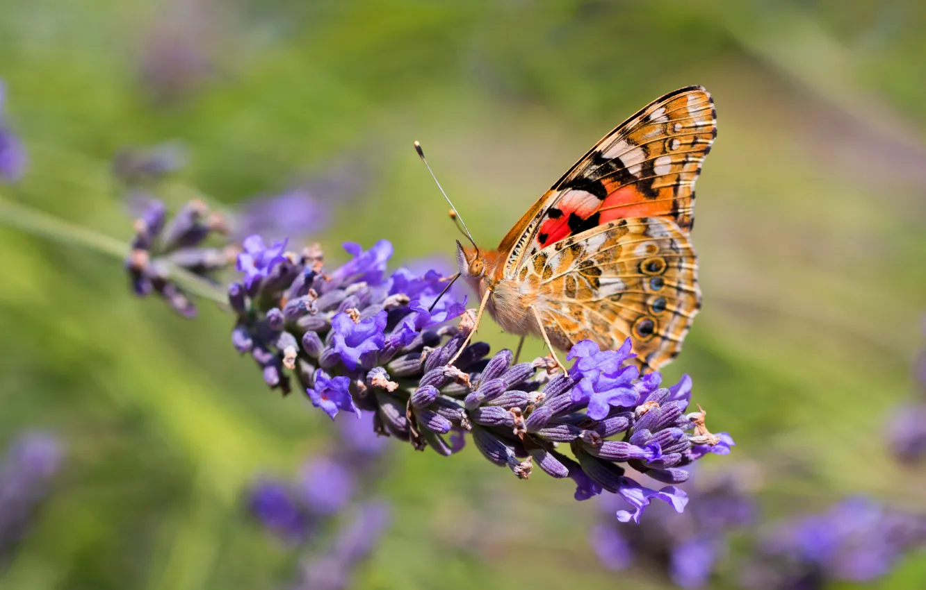 Photo wallpaper macro, flowers, background, butterfly, lavender