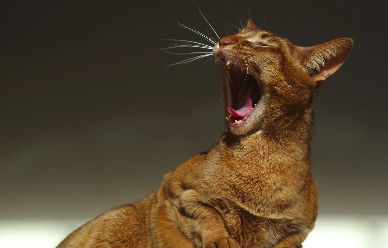Photo wallpaper language, cat, mustache, background, fangs, red, yawns