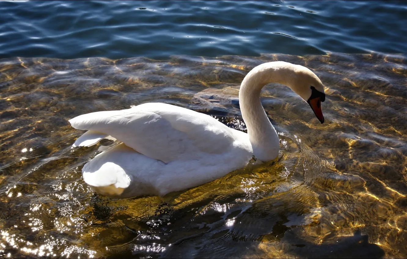 Photo wallpaper white, water, bird, swans