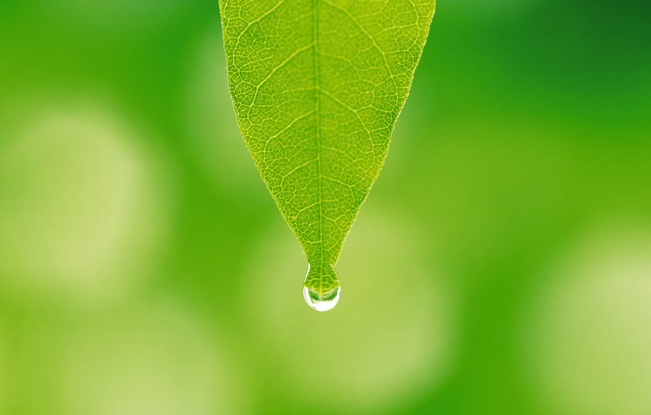 Photo wallpaper summer, leaves, green, leaves