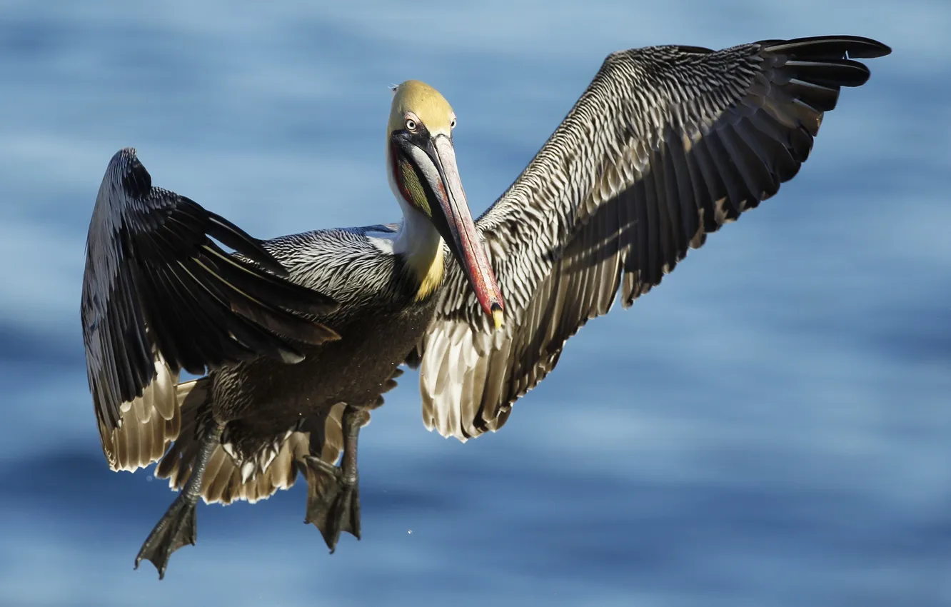 Photo wallpaper bird, wings, beak, Pelican