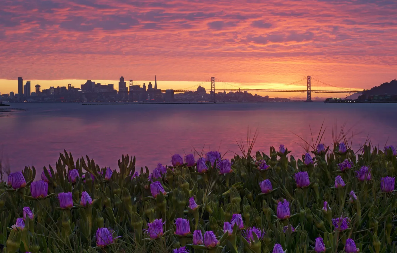 Photo wallpaper flowers, night, the city, San Francisco