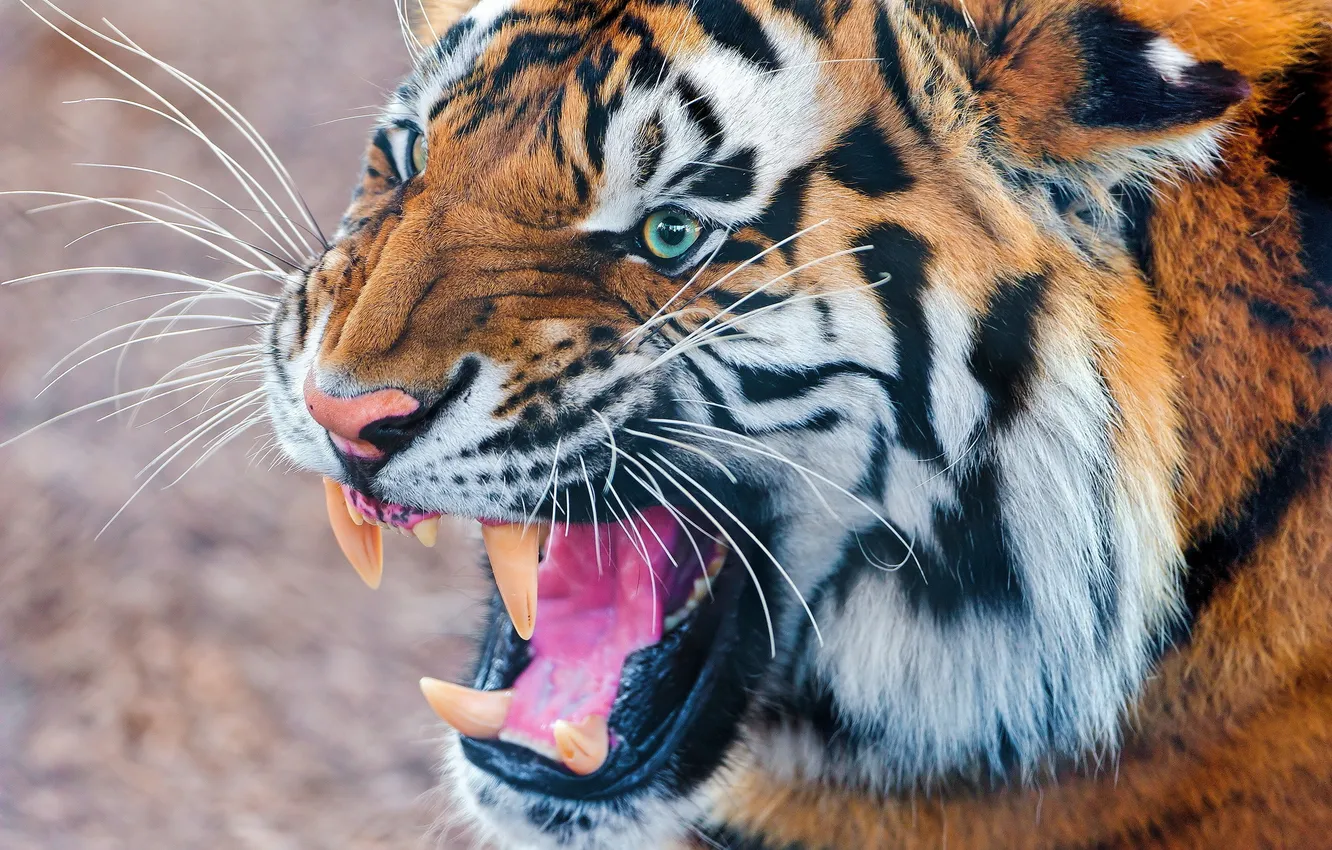Photo wallpaper face, tiger, grin, the threat, the striped predator