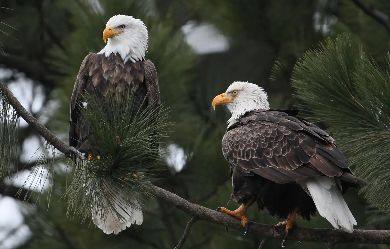 Photo wallpaper birds, branch, Bald eagle