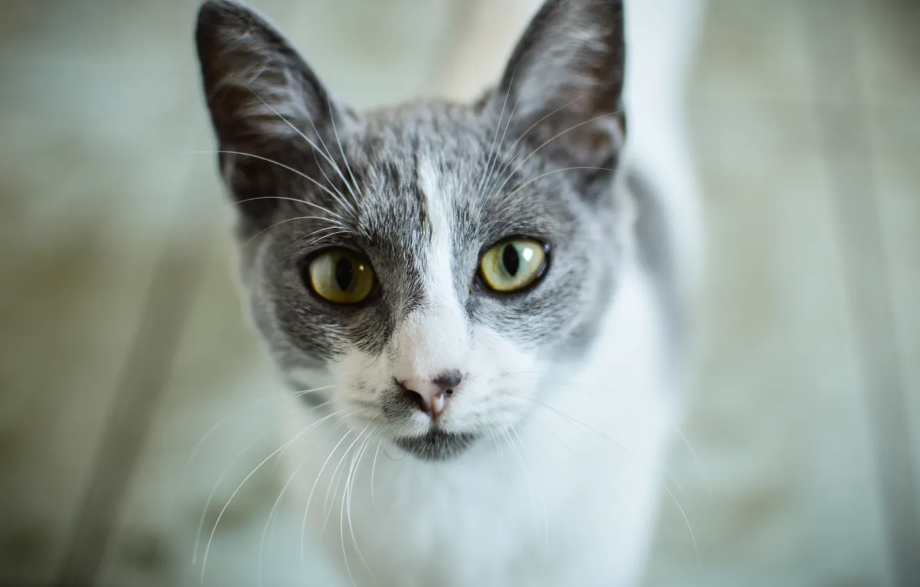Photo wallpaper eyes, cat, trees, wood, eyes, cat, looking, looking