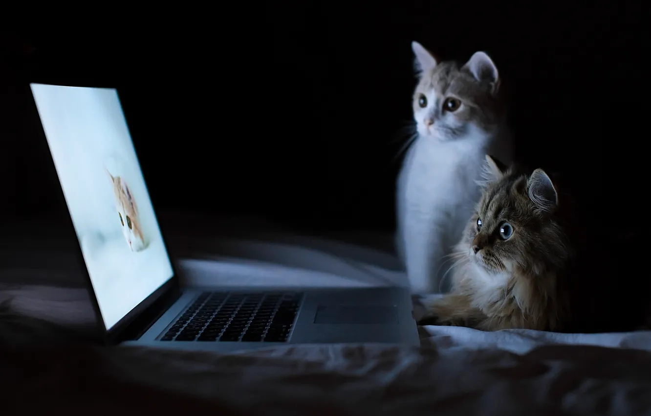 Photo wallpaper kittens, laptop, Daisy, Hannah, © Benjamin Torode