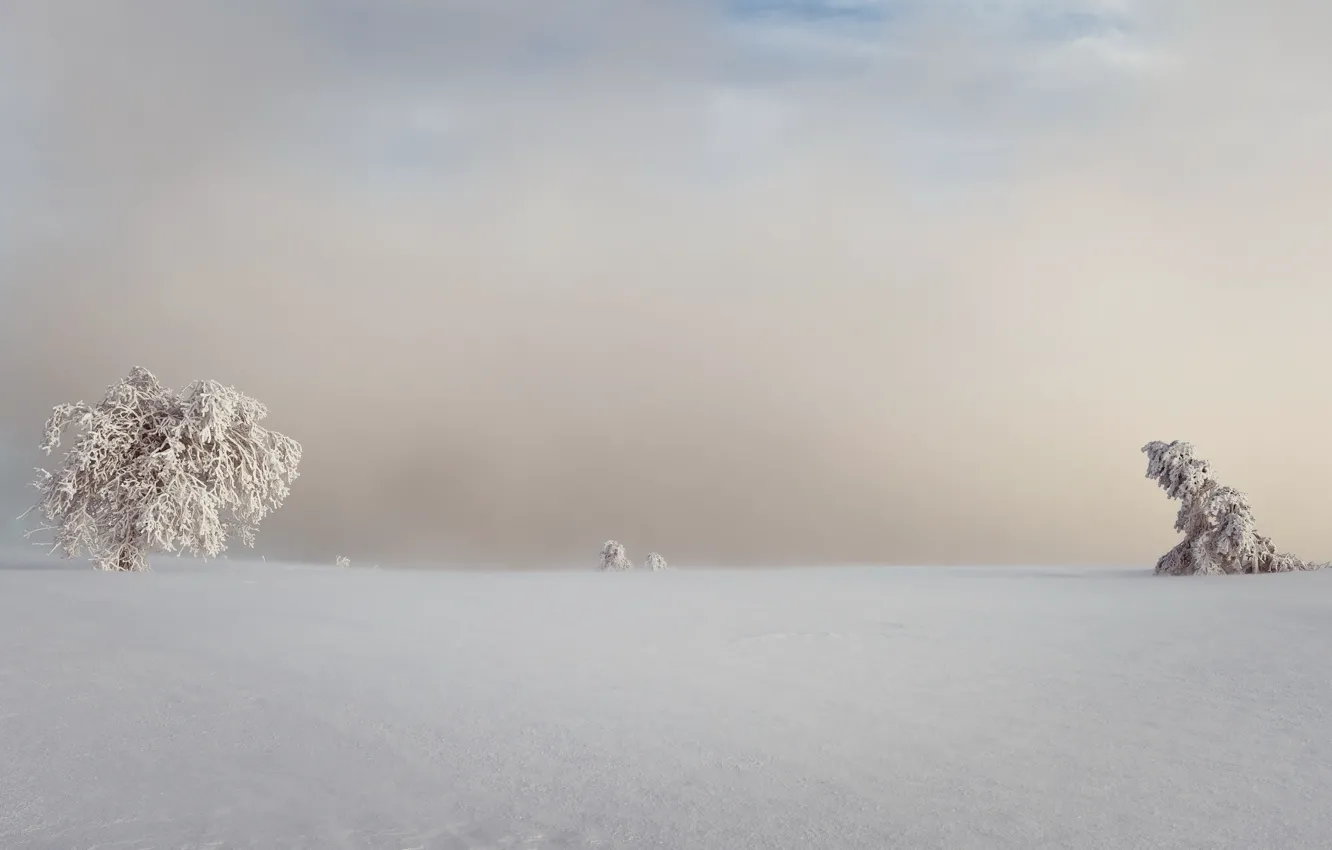 Photo wallpaper winter, snow, trees