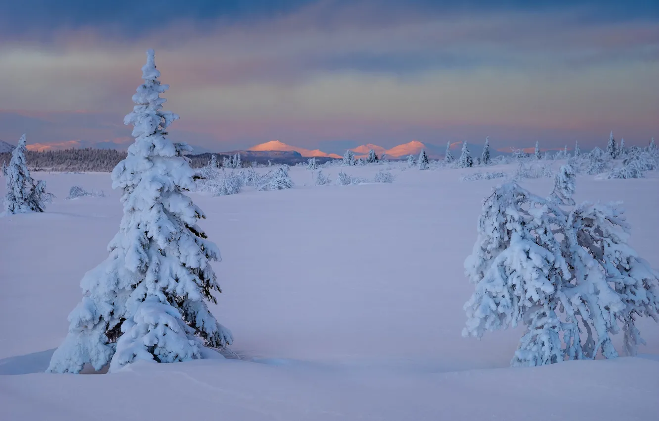 Photo wallpaper winter, snow, trees, the snow, Sweden, the bushes, Sweden, Lapland