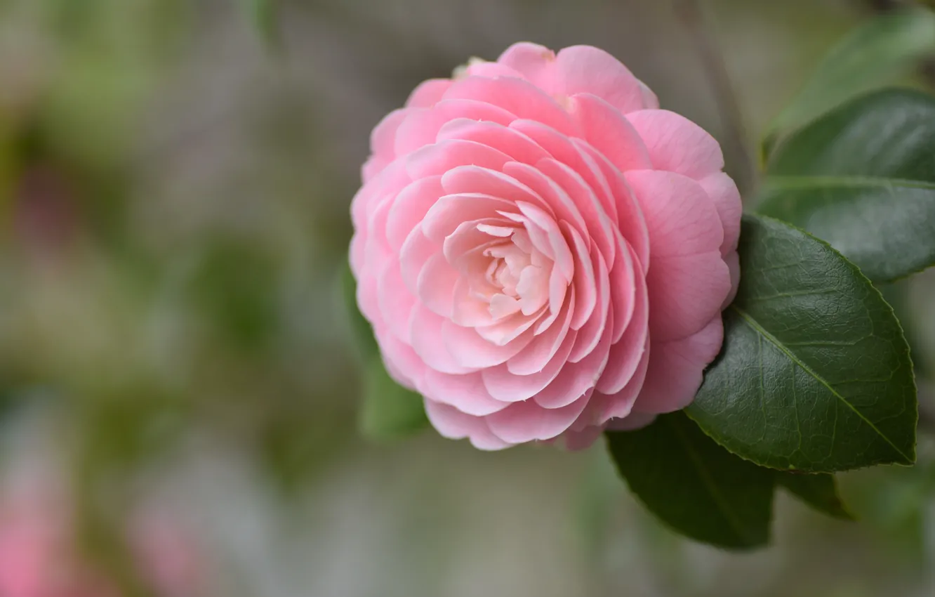Photo wallpaper leaves, pink, Camellia