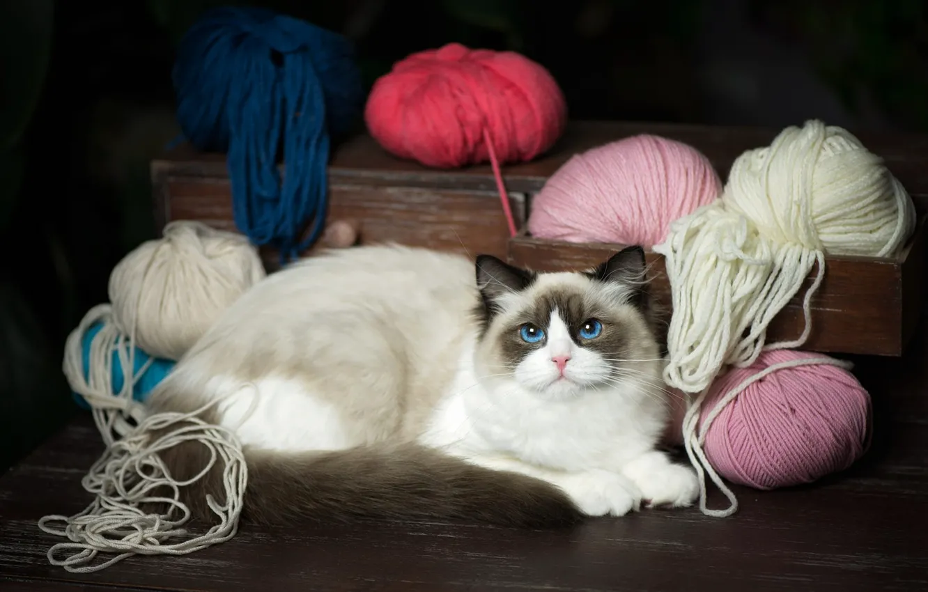 Photo wallpaper cat, cat, look, lies, box, blue eyes, thread, chest