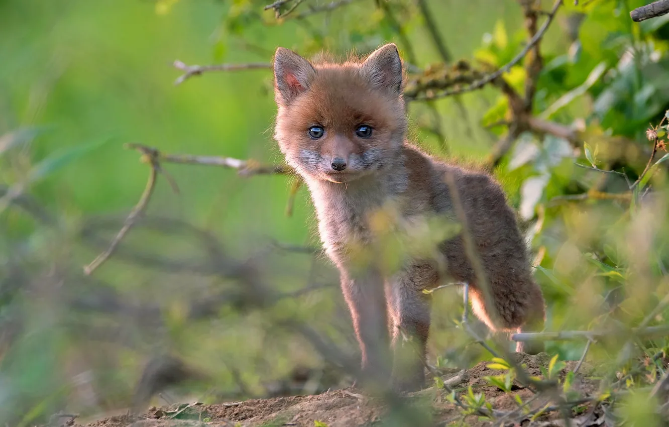 Photo wallpaper nature, baby, Fox, Fox