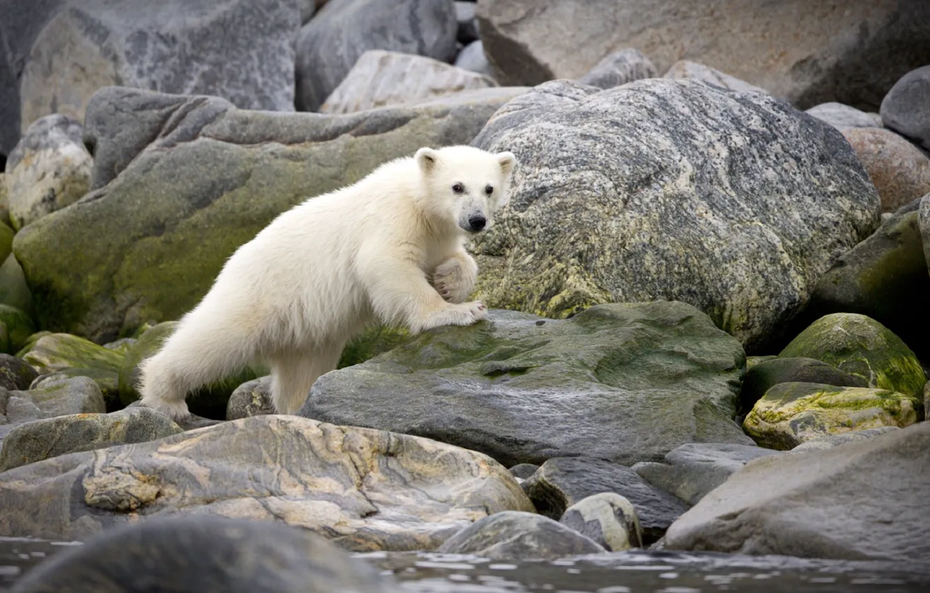 Photo wallpaper white, stones, animal, bear, zoo