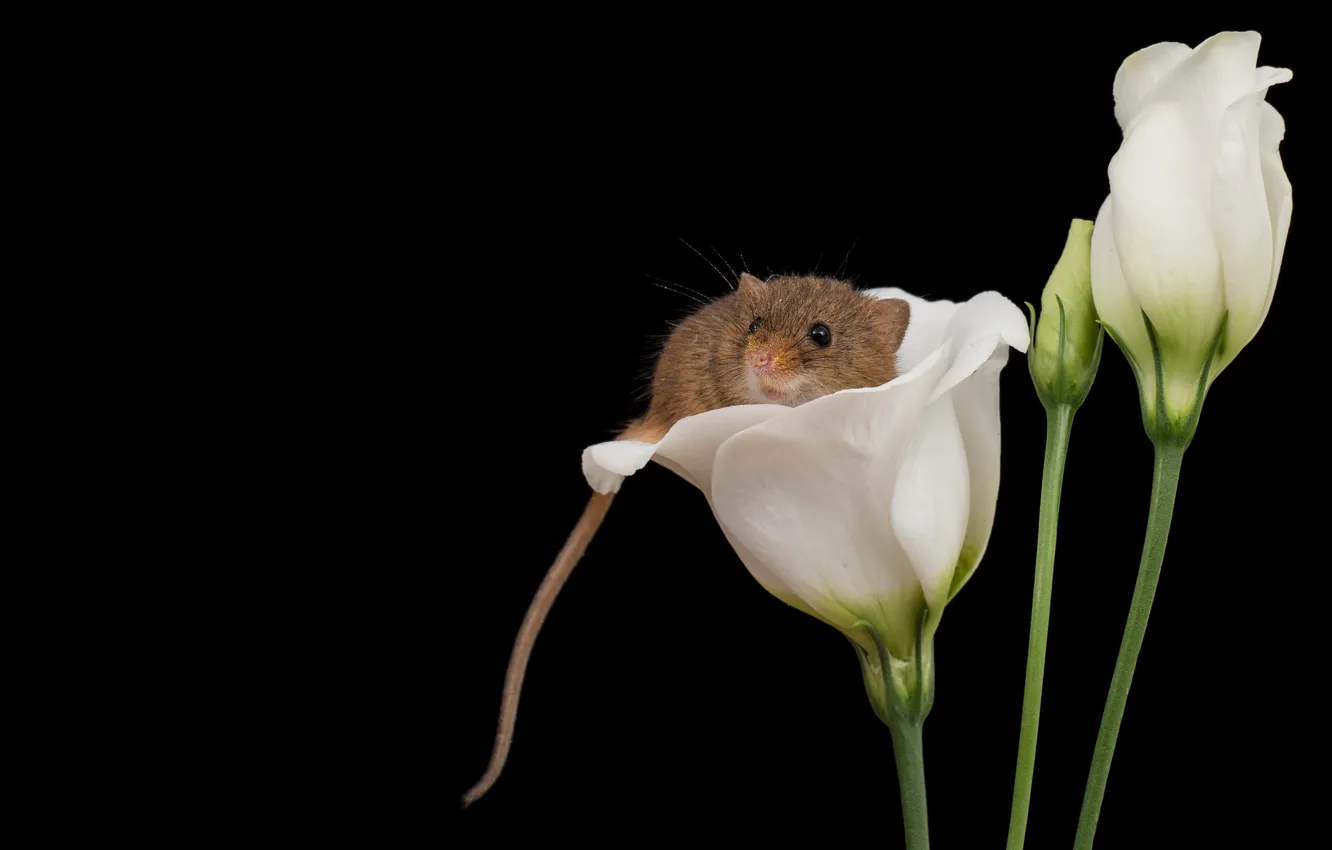 Photo wallpaper look, macro, flowers, grey, mouse, mouse, muzzle, white