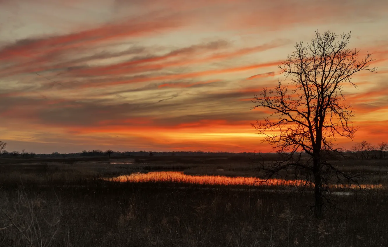 Photo wallpaper field, trees, sunset