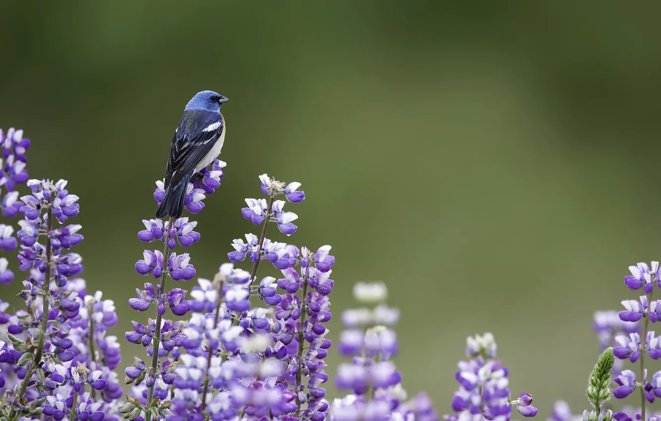 Photo wallpaper summer, bird, lavender