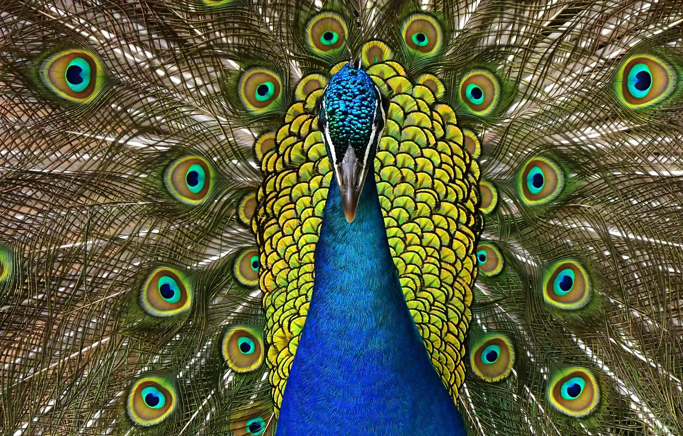 Photo wallpaper bird, pattern, portrait, fan, tail, peacock