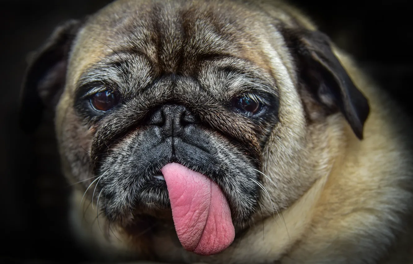 Photo wallpaper each, dog, handsome