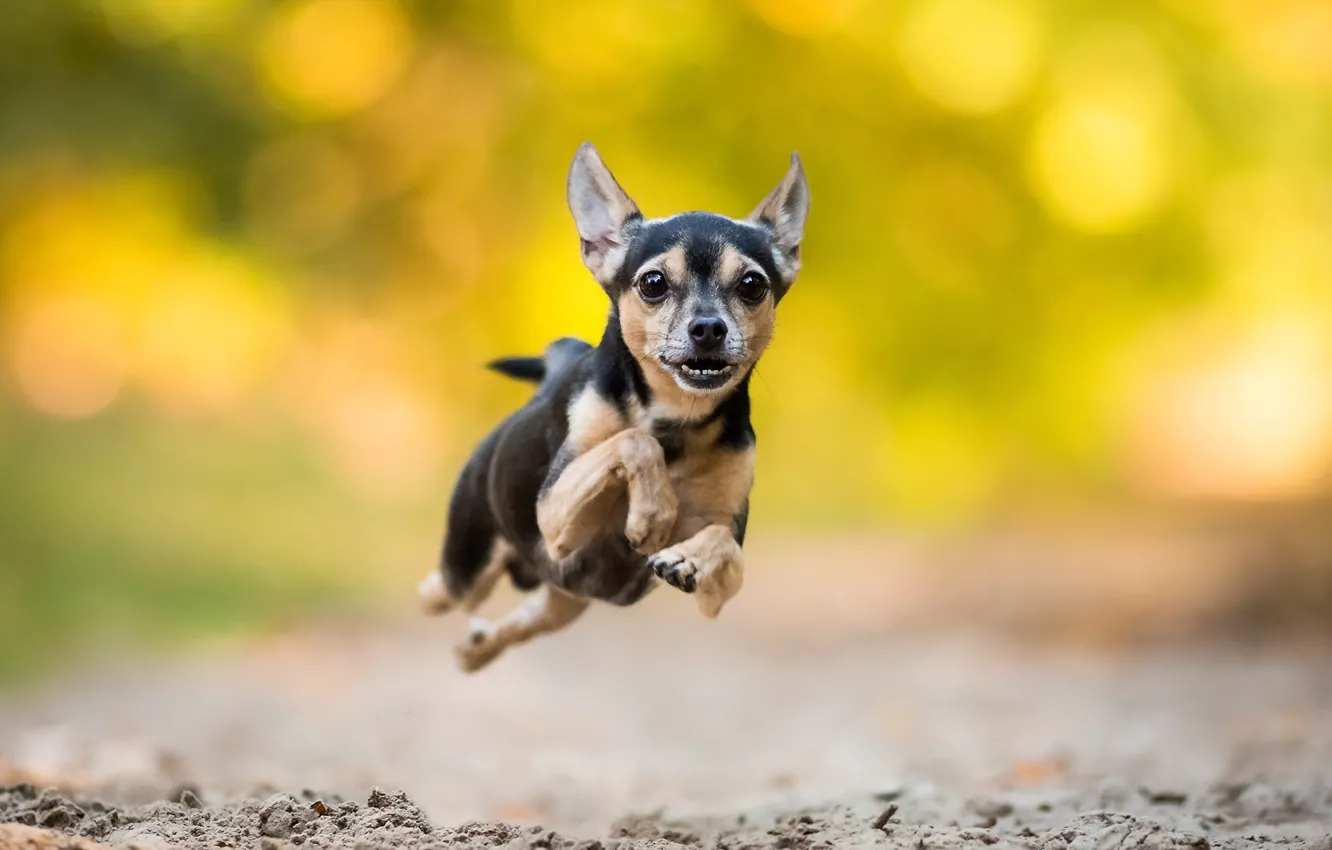 Photo wallpaper look, each, dog, running