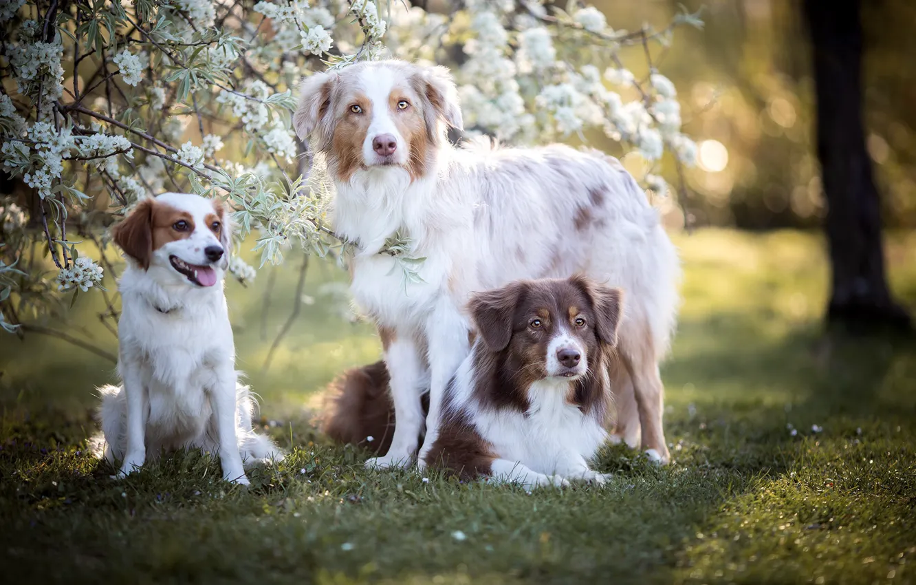 Photo wallpaper nature, each, dog