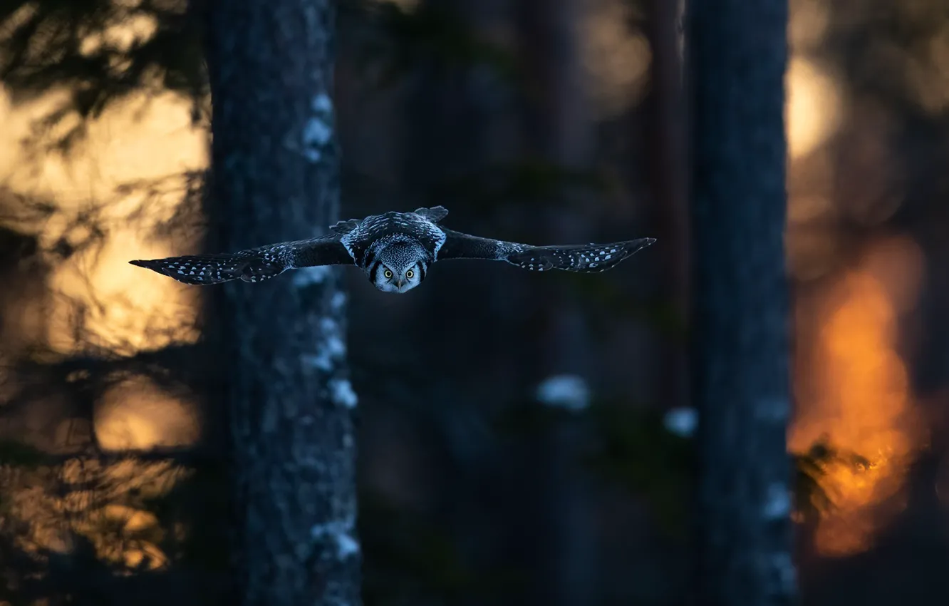 Photo wallpaper forest, light, trees, flight, branches, nature, the dark background, owl