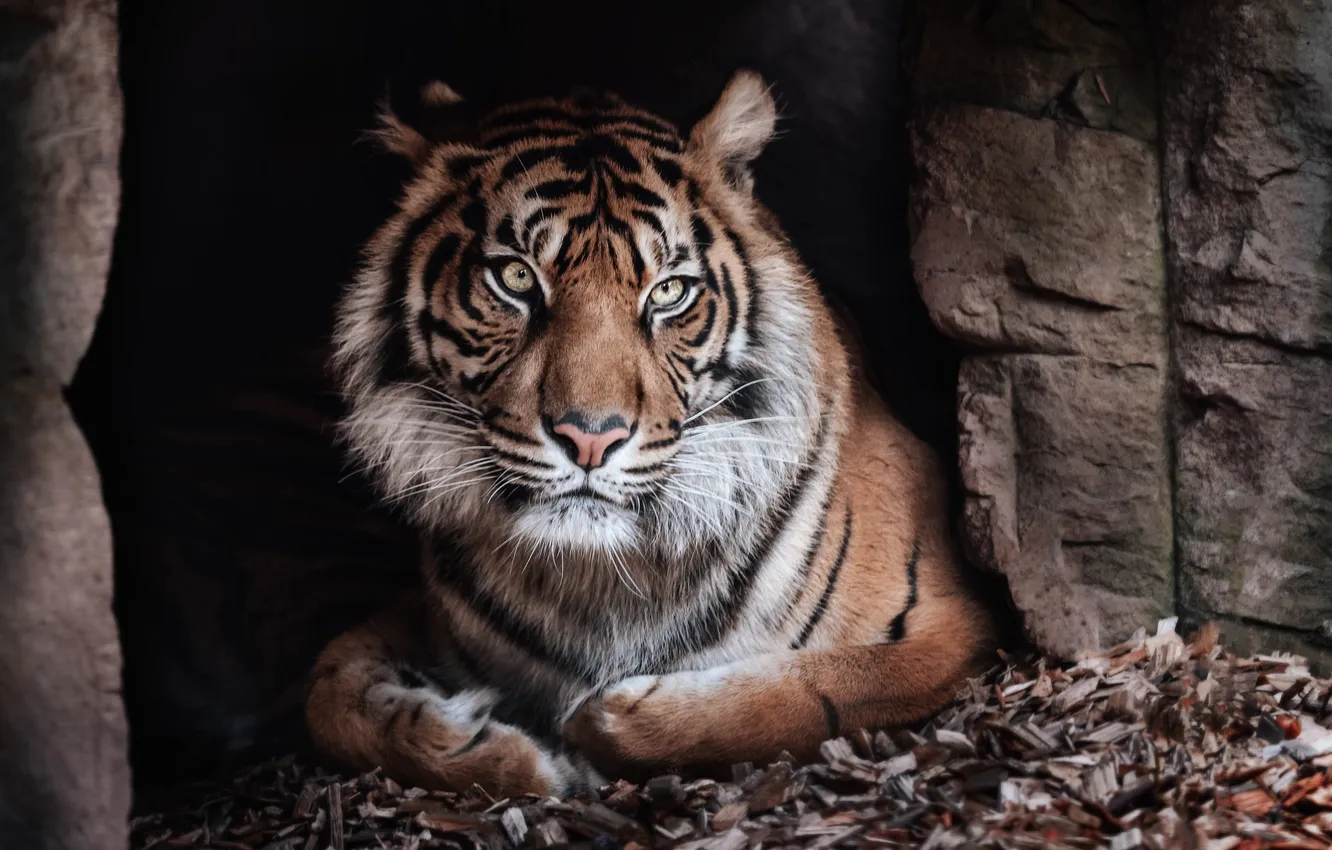 Photo wallpaper look, tiger, house