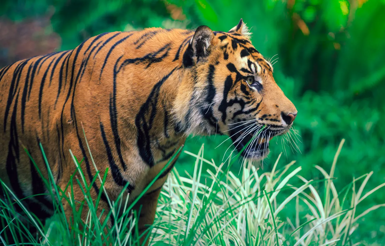 Photo wallpaper greens, grass, face, tiger, mouth, profile, walk, bokeh